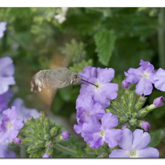 Macroglossum stellatarum: Animal in habitat Garden in the NatureSpots App