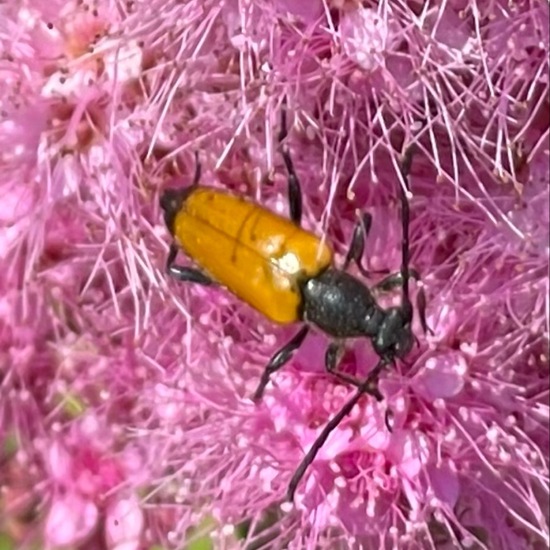 Schwarzspitziger Halsbock: Tier im Habitat Garten in der NatureSpots App