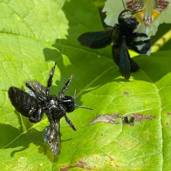 Holzbienen: Tier im Habitat Park in der NatureSpots App