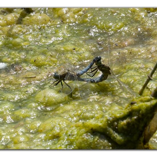 Großer Blaupfeil: Tier im Habitat Teich in der NatureSpots App