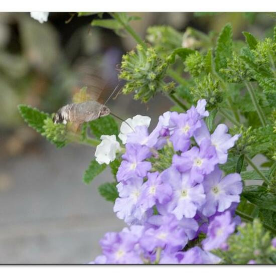 Macroglossum stellatarum: Animal in habitat Garden in the NatureSpots App