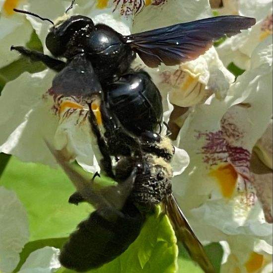 Holzbienen: Tier im Habitat Park in der NatureSpots App