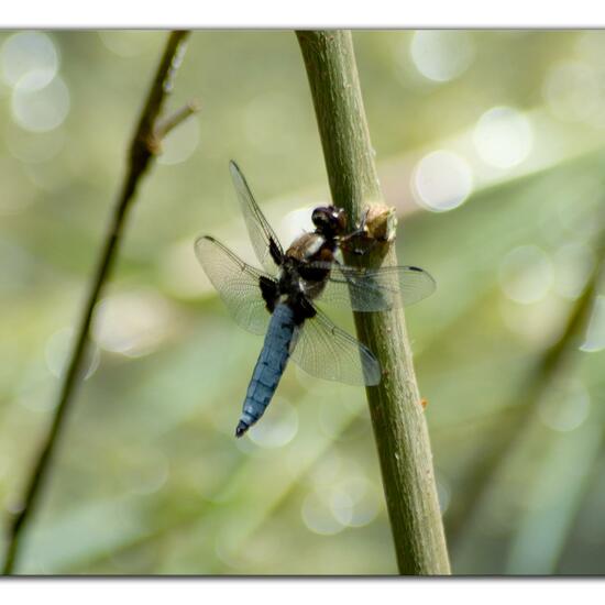 Plattbauch: Tier im Habitat Teich in der NatureSpots App