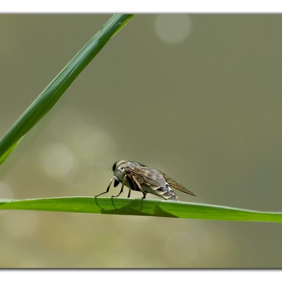 Tabanus autumnalis: Animal in habitat Natural Meadow in the NatureSpots App