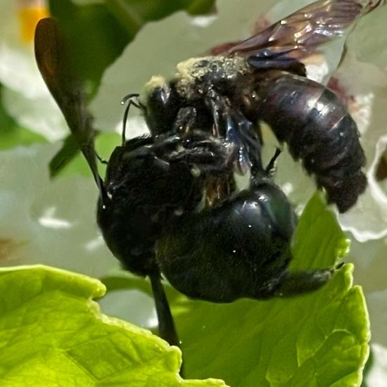 Holzbienen: Tier im Habitat Park in der NatureSpots App