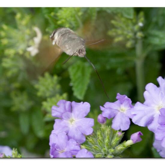 Macroglossum stellatarum: Animal in habitat Garden in the NatureSpots App