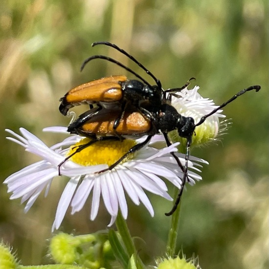 Schwarzspitziger Halsbock: Tier im Habitat Garten in der NatureSpots App