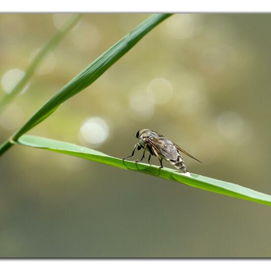 Tabanus autumnalis: Animal in habitat Natural Meadow in the NatureSpots App