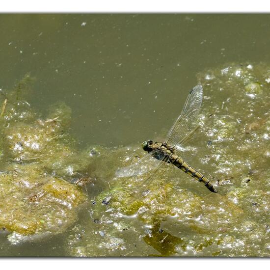 Großer Blaupfeil: Tier im Habitat Teich in der NatureSpots App