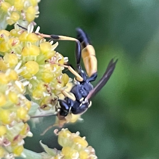 Ichneumon extensorius: Animal in habitat Garden in the NatureSpots App