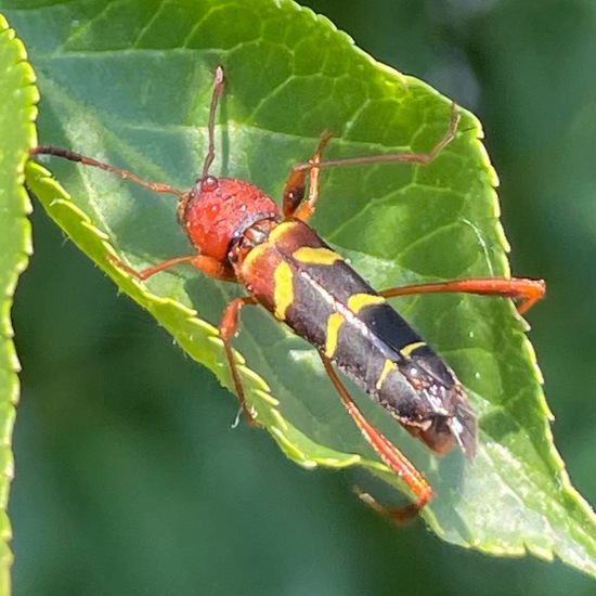 Cerambycidae: a Animal nature observation in the ecosystem Freshwater ...