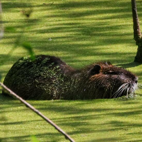 Nutria: Tier im Habitat Sumpf in der NatureSpots App