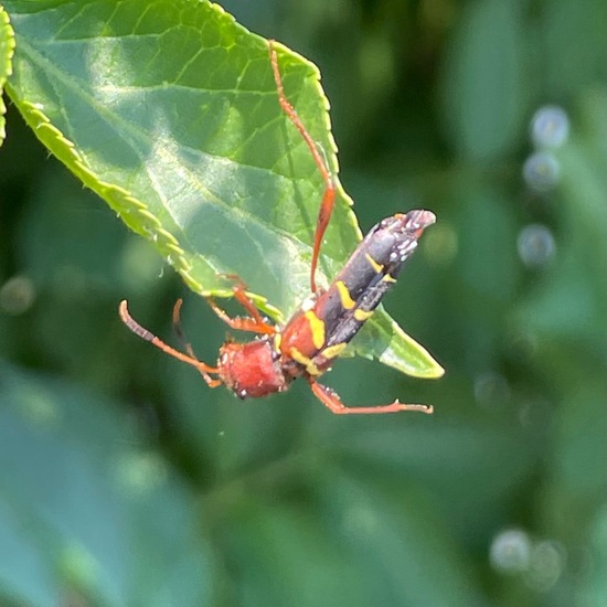 Bockkäfer: Tier in der Natur in der NatureSpots App