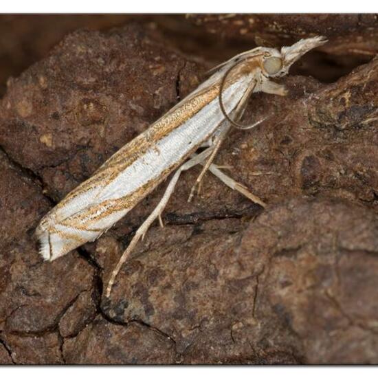 Crambus pascuella: Animal in habitat Garden in the NatureSpots App