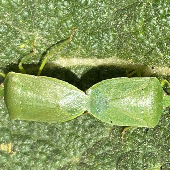 Grüne Reiswanze: Tier im Habitat Garten in der NatureSpots App