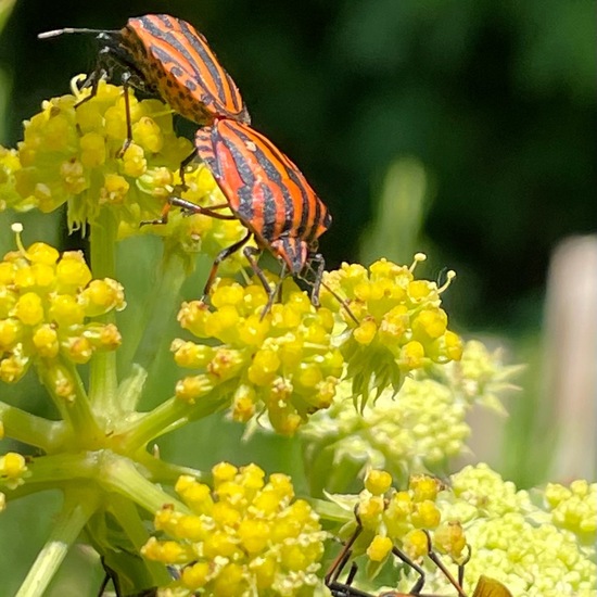 Streifenwanze: Tier im Habitat Garten in der NatureSpots App