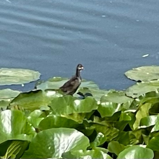 Teichralle: Tier im Habitat Teich in der NatureSpots App