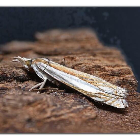 Crambus pascuella: Animal in habitat Garden in the NatureSpots App