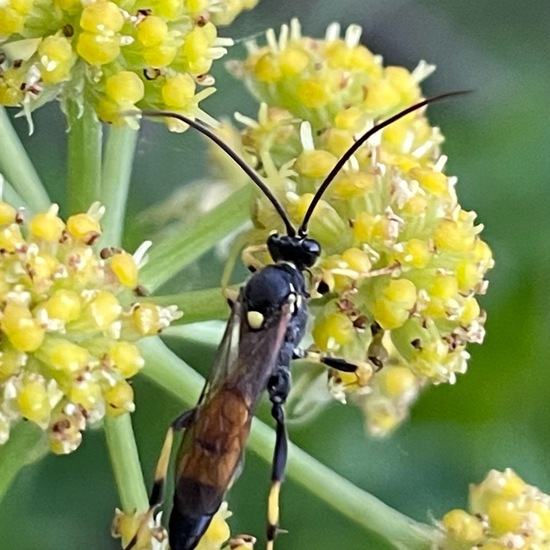 Ichneumon extensorius: Animal in habitat Garden in the NatureSpots App