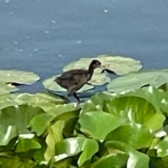 Teichralle: Tier im Habitat Teich in der NatureSpots App