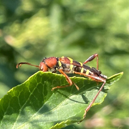 Bockkäfer: Tier im Habitat Süßwasser in der NatureSpots App