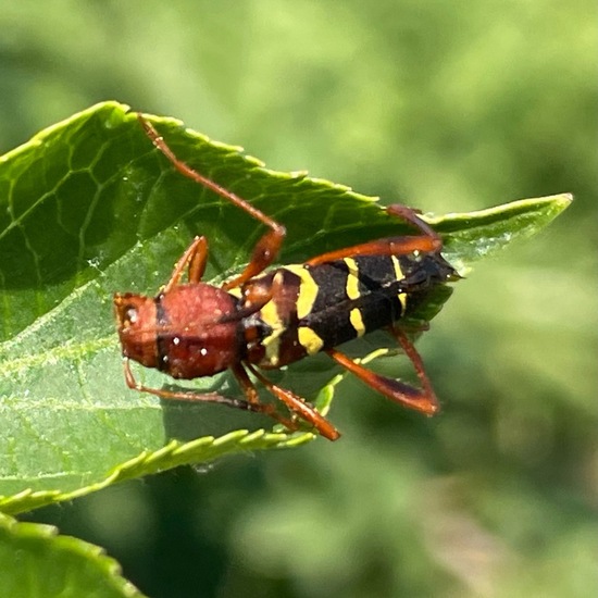 Bockkäfer: Tier im Habitat Süßwasser in der NatureSpots App