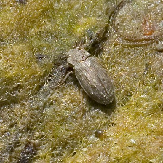 Coleoptera: Animal in habitat Pond in the NatureSpots App