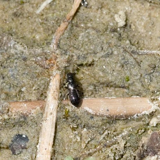 Staphylinidae: Animal in habitat Pond in the NatureSpots App