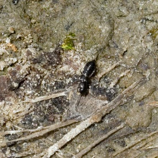 Staphylinidae: Animal in habitat Pond in the NatureSpots App