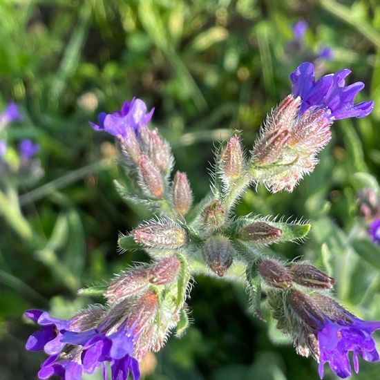 Common bugloss: Plant in habitat Garden in the NatureSpots App