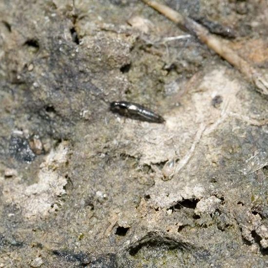 Staphylinidae: Animal in habitat Pond in the NatureSpots App