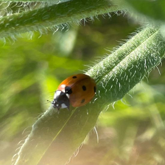 Common bugloss: Plant in habitat Garden in the NatureSpots App