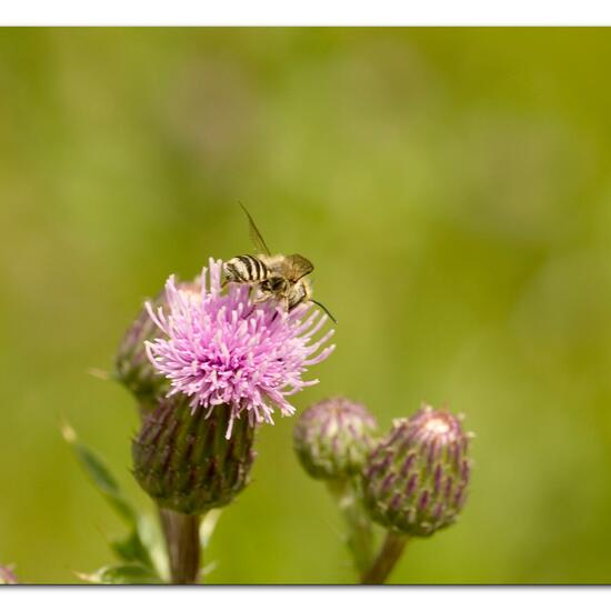 Megachile rotundata: Animal in habitat Natural Meadow in the NatureSpots App