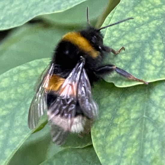 Bumble bee: Animal in habitat Garden in the NatureSpots App