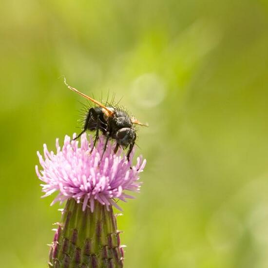 Zophomyia temula: Animal in habitat Grassland in the NatureSpots App