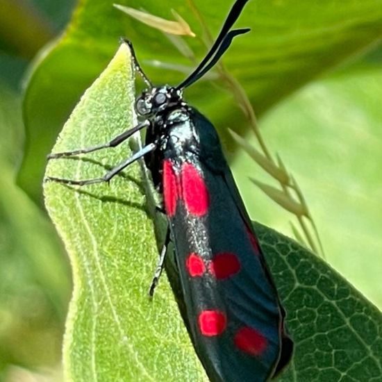 Six-spot Burnet: Animal in habitat Buffer strip in the NatureSpots App