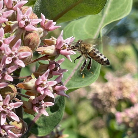 Asclepias syriaca: Plant in habitat Buffer strip in the NatureSpots App