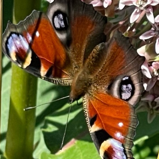 Asclepias syriaca: Plant in habitat Buffer strip in the NatureSpots App