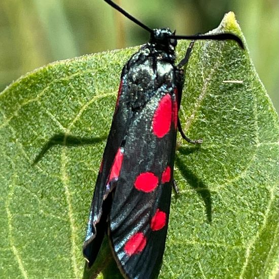 Six-spot Burnet: Animal in habitat Buffer strip in the NatureSpots App