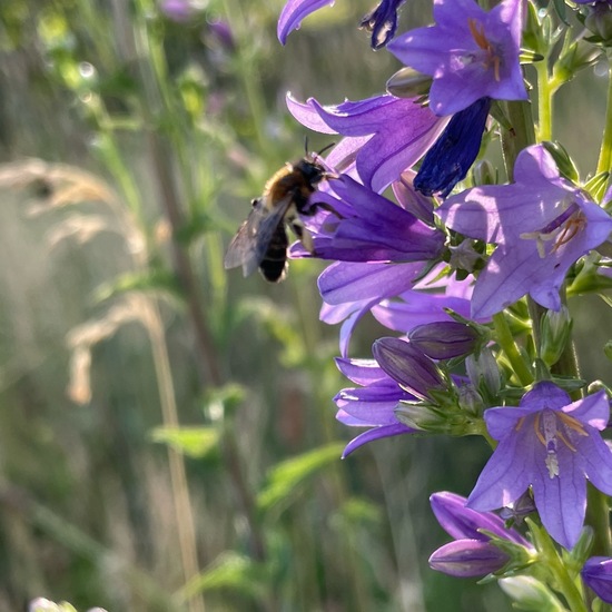 Andrena: Animal in nature in the NatureSpots App