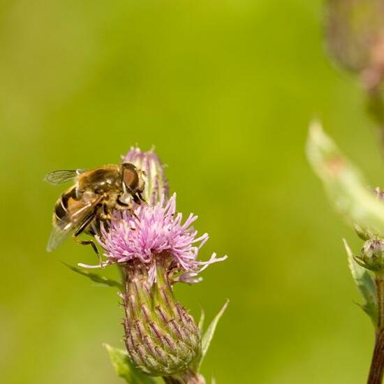 Eristalis nemorum: Animal in habitat Grassland in the NatureSpots App