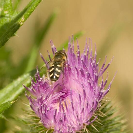 Scaeva pyrastri: Animal in habitat Grassland in the NatureSpots App