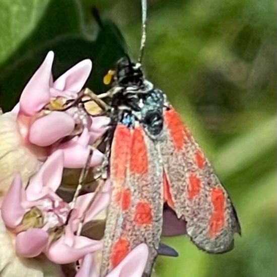 Six-spot Burnet: Animal in habitat Buffer strip in the NatureSpots App