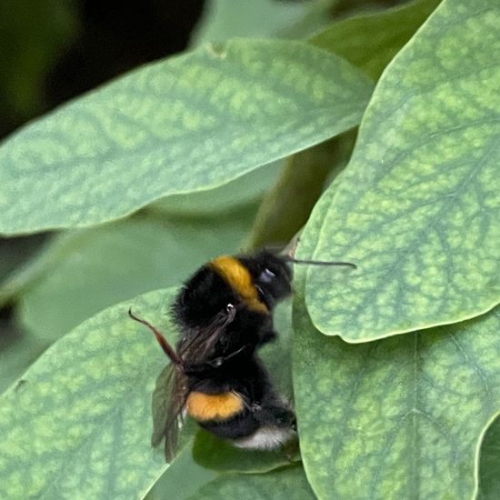 Bumble bee: Animal in habitat Garden in the NatureSpots App