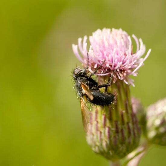 Zophomyia temula: Animal in habitat Grassland in the NatureSpots App