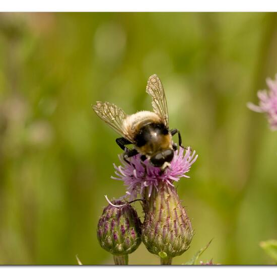 Merodon equestris: Animal in habitat Grassland in the NatureSpots App