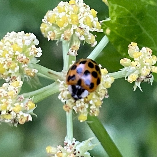 Harmonia axyridis: Animal in habitat Garden in the NatureSpots App