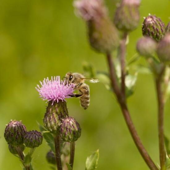 Megachile rotundata: Animal in habitat Natural Meadow in the NatureSpots App