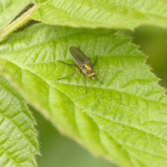 Zophomyia temula: Animal in habitat Grassland in the NatureSpots App