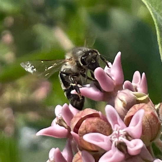 Asclepias syriaca: Plant in habitat Buffer strip in the NatureSpots App